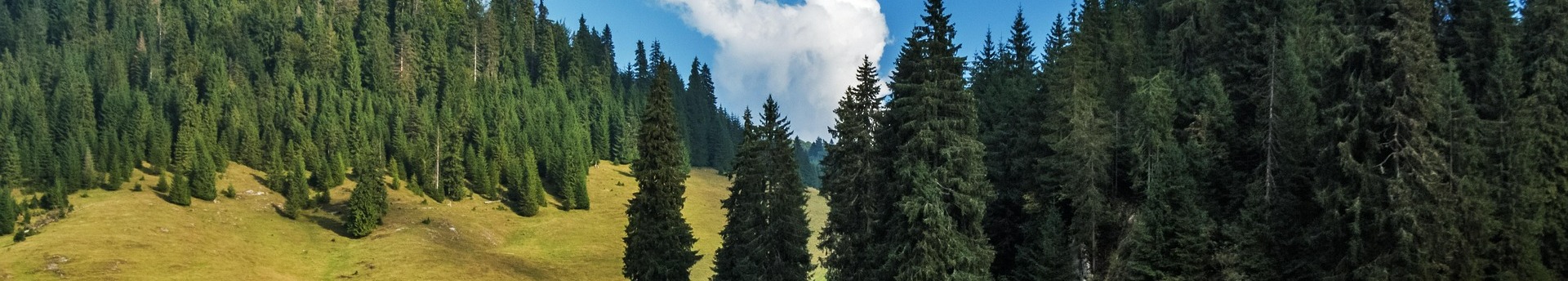 Aktuális román, horvát hírek és tenderek - 2026. január